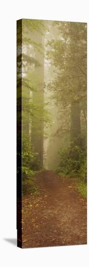 Trees in a Forest, Redwood National Park, California, USA-null-Stretched Canvas