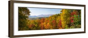 Trees in a Forest, Roaring Fork Motor Nature Trail, Great Smoky Mountains National Park-null-Framed Photographic Print