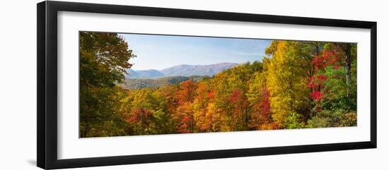 Trees in a Forest, Roaring Fork Motor Nature Trail, Great Smoky Mountains National Park-null-Framed Photographic Print