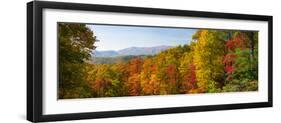 Trees in a Forest, Roaring Fork Motor Nature Trail, Great Smoky Mountains National Park-null-Framed Photographic Print