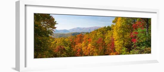 Trees in a Forest, Roaring Fork Motor Nature Trail, Great Smoky Mountains National Park-null-Framed Photographic Print