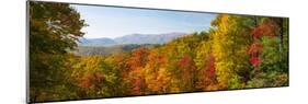 Trees in a Forest, Roaring Fork Motor Nature Trail, Great Smoky Mountains National Park-null-Mounted Photographic Print