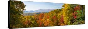 Trees in a Forest, Roaring Fork Motor Nature Trail, Great Smoky Mountains National Park-null-Stretched Canvas