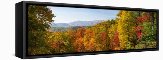 Trees in a Forest, Roaring Fork Motor Nature Trail, Great Smoky Mountains National Park-null-Framed Stretched Canvas