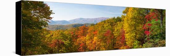 Trees in a Forest, Roaring Fork Motor Nature Trail, Great Smoky Mountains National Park-null-Stretched Canvas