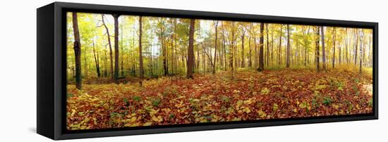 Trees in a Forest, Saint-Bruno, Quebec, Canada-null-Framed Stretched Canvas