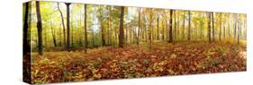 Trees in a Forest, Saint-Bruno, Quebec, Canada-null-Stretched Canvas
