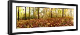 Trees in a Forest, Saint-Bruno, Quebec, Canada-null-Framed Photographic Print