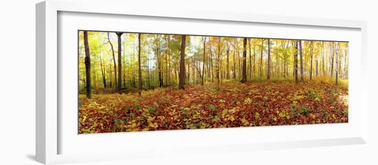 Trees in a Forest, Saint-Bruno, Quebec, Canada-null-Framed Photographic Print