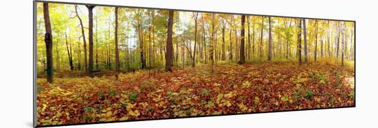 Trees in a Forest, Saint-Bruno, Quebec, Canada-null-Mounted Photographic Print