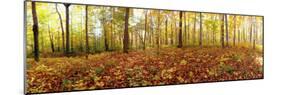 Trees in a Forest, Saint-Bruno, Quebec, Canada-null-Mounted Photographic Print