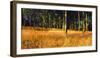 Trees in a forest, Schwarzwalder Hochwald, Germany-null-Framed Photographic Print