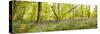 Trees in a Forest, Thursford Wood, Norfolk, England-null-Stretched Canvas