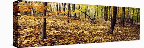 Trees in a forest, University of Wisconsin Arboretum, Madison, Dane County, Wisconsin, USA-null-Stretched Canvas