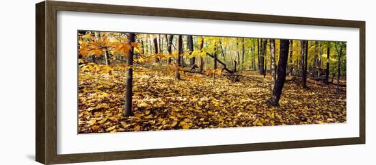 Trees in a forest, University of Wisconsin Arboretum, Madison, Dane County, Wisconsin, USA-null-Framed Photographic Print