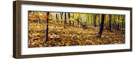 Trees in a forest, University of Wisconsin Arboretum, Madison, Dane County, Wisconsin, USA-null-Framed Photographic Print