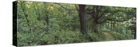 Trees in a Forest, Wisconsin, USA-null-Stretched Canvas