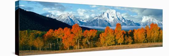 Trees in a Forest with Snowcapped Mountain Range in the Background, Teton Range, Oxbow Bend-null-Stretched Canvas