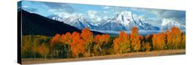 Trees in a Forest with Snowcapped Mountain Range in the Background, Teton Range, Oxbow Bend-null-Stretched Canvas