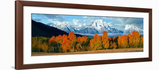 Trees in a Forest with Snowcapped Mountain Range in the Background, Teton Range, Oxbow Bend-null-Framed Photographic Print