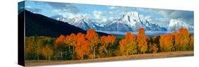Trees in a Forest with Snowcapped Mountain Range in the Background, Teton Range, Oxbow Bend-null-Stretched Canvas