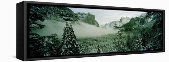 Trees in a forest, Yosemite National Park, Mariposa County, California, USA-Panoramic Images-Framed Stretched Canvas