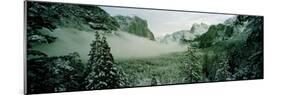 Trees in a forest, Yosemite National Park, Mariposa County, California, USA-Panoramic Images-Mounted Photographic Print
