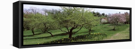 Trees in a Garden, Ellwanger Garden, Rochester, Monroe County, New York State, USA-null-Framed Stretched Canvas