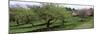Trees in a Garden, Ellwanger Garden, Rochester, Monroe County, New York State, USA-null-Mounted Premium Photographic Print