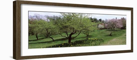 Trees in a Garden, Ellwanger Garden, Rochester, Monroe County, New York State, USA-null-Framed Photographic Print