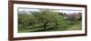 Trees in a Garden, Ellwanger Garden, Rochester, Monroe County, New York State, USA-null-Framed Photographic Print