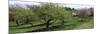 Trees in a Garden, Ellwanger Garden, Rochester, Monroe County, New York State, USA-null-Mounted Photographic Print