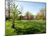 Trees in a Garden, Sherwood Gardens, Baltimore, Maryland, USA-null-Mounted Photographic Print