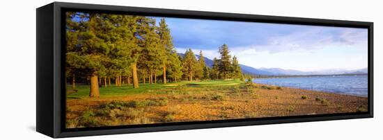 Trees in a Golf Course, Edgewood Tahoe Golf Course, Stateline, Nevada, USA-null-Framed Stretched Canvas