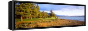 Trees in a Golf Course, Edgewood Tahoe Golf Course, Stateline, Nevada, USA-null-Framed Stretched Canvas