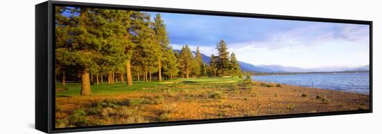 Trees in a Golf Course, Edgewood Tahoe Golf Course, Stateline, Nevada, USA-null-Framed Stretched Canvas