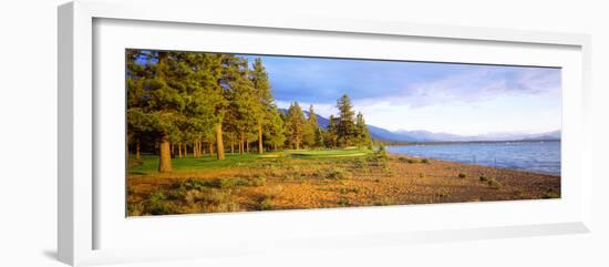 Trees in a Golf Course, Edgewood Tahoe Golf Course, Stateline, Nevada, USA-null-Framed Photographic Print