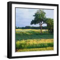 Trees in a Golf Course, Heron Glen Golf Club, Ringoes, New Jersey, USA-null-Framed Photographic Print