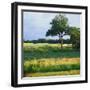 Trees in a Golf Course, Heron Glen Golf Club, Ringoes, New Jersey, USA-null-Framed Photographic Print