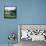 Trees in a Golf Course, Pine Needles Lodge and Golf Club, Pinehurst, Moore County-null-Framed Stretched Canvas displayed on a wall