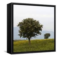 Trees in a Meadow, Hisarköy, Northern Cyprus, April 2009-Lilja-Framed Stretched Canvas