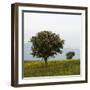 Trees in a Meadow, Hisarköy, Northern Cyprus, April 2009-Lilja-Framed Photographic Print