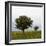 Trees in a Meadow, Hisarköy, Northern Cyprus, April 2009-Lilja-Framed Photographic Print