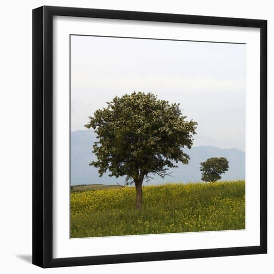 Trees in a Meadow, Hisarköy, Northern Cyprus, April 2009-Lilja-Framed Photographic Print