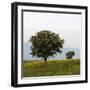 Trees in a Meadow, Hisarköy, Northern Cyprus, April 2009-Lilja-Framed Photographic Print