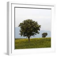 Trees in a Meadow, Hisarköy, Northern Cyprus, April 2009-Lilja-Framed Photographic Print