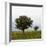 Trees in a Meadow, Hisarköy, Northern Cyprus, April 2009-Lilja-Framed Photographic Print