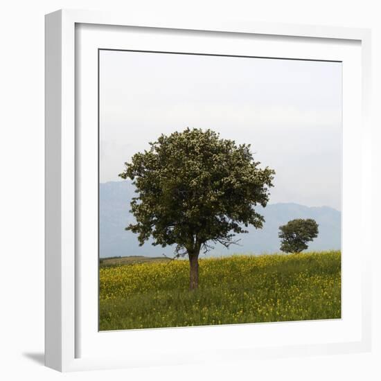 Trees in a Meadow, Hisarköy, Northern Cyprus, April 2009-Lilja-Framed Photographic Print