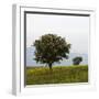 Trees in a Meadow, Hisarköy, Northern Cyprus, April 2009-Lilja-Framed Photographic Print