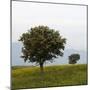 Trees in a Meadow, Hisarköy, Northern Cyprus, April 2009-Lilja-Mounted Photographic Print